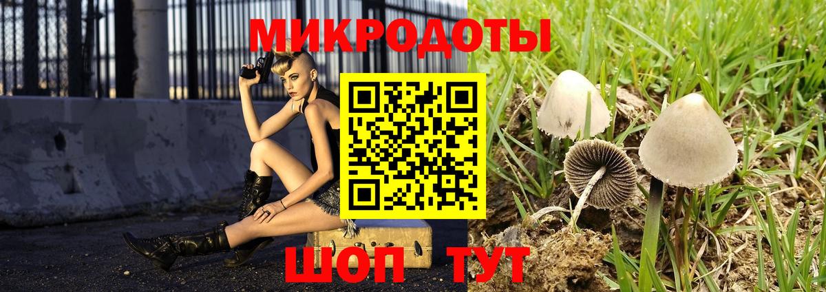 Псилоцибиновые грибы Psilocybe Саратов